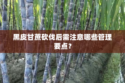 黑皮甘蔗砍伐后需注意哪些管理要点？