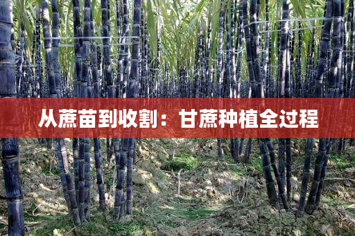 从蔗苗到收割：甘蔗种植全过程