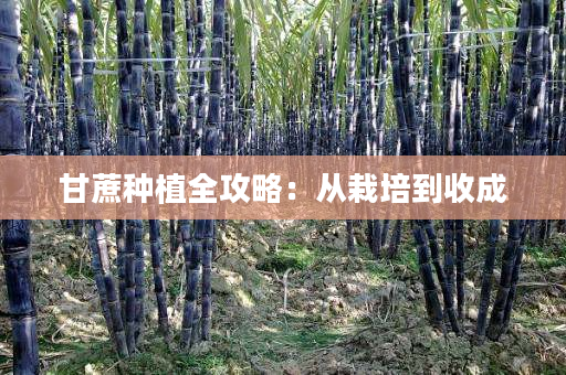 甘蔗种植全攻略：从栽培到收成