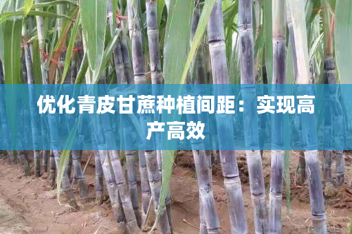 优化青皮甘蔗种植间距：实现高产高效