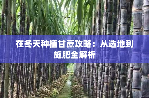 在冬天种植甘蔗攻略：从选地到施肥全解析