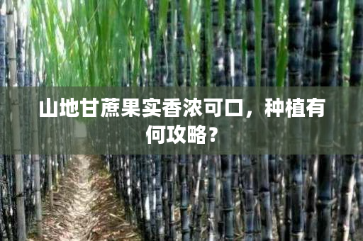 山地甘蔗果实香浓可口，种植有何攻略？