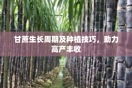 甘蔗生长周期及种植技巧，助力高产丰收