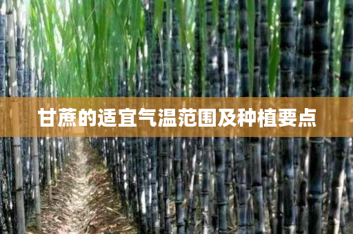 甘蔗的适宜气温范围及种植要点