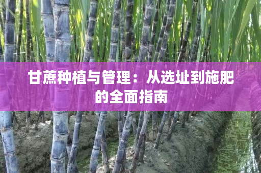 甘蔗种植与管理：从选址到施肥的全面指南