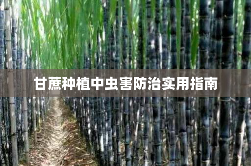 甘蔗种植中虫害防治实用指南