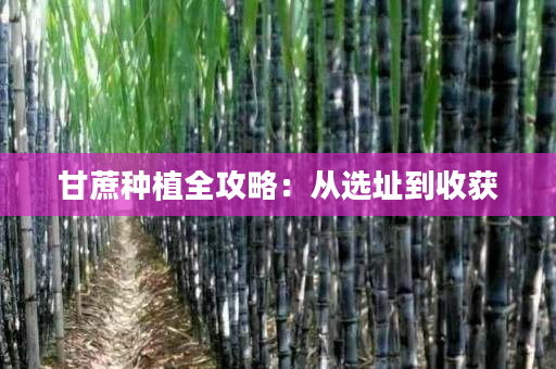 甘蔗种植全攻略：从选址到收获