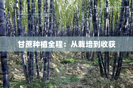 甘蔗种植全程：从栽培到收获