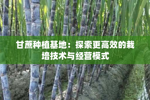 甘蔗种植基地：探索更高效的栽培技术与经营模式