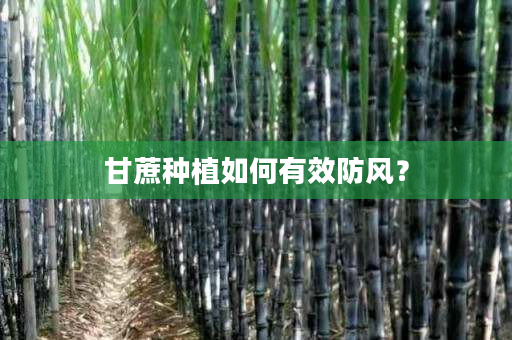 甘蔗种植如何有效防风？