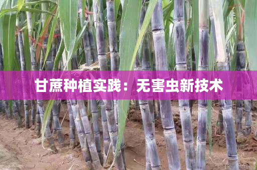 甘蔗种植实践：无害虫新技术